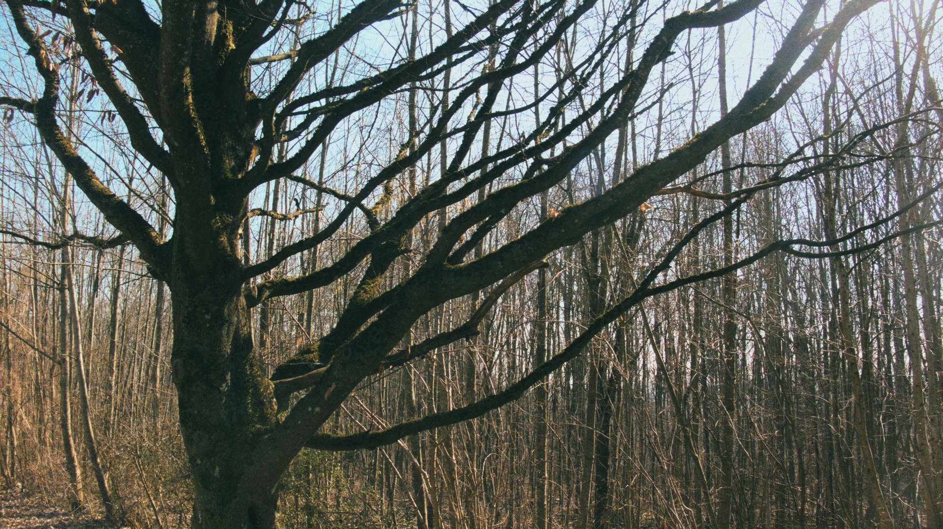 trees